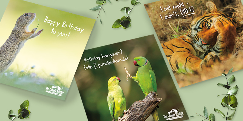 comedy wildlife photographic birthday cards
